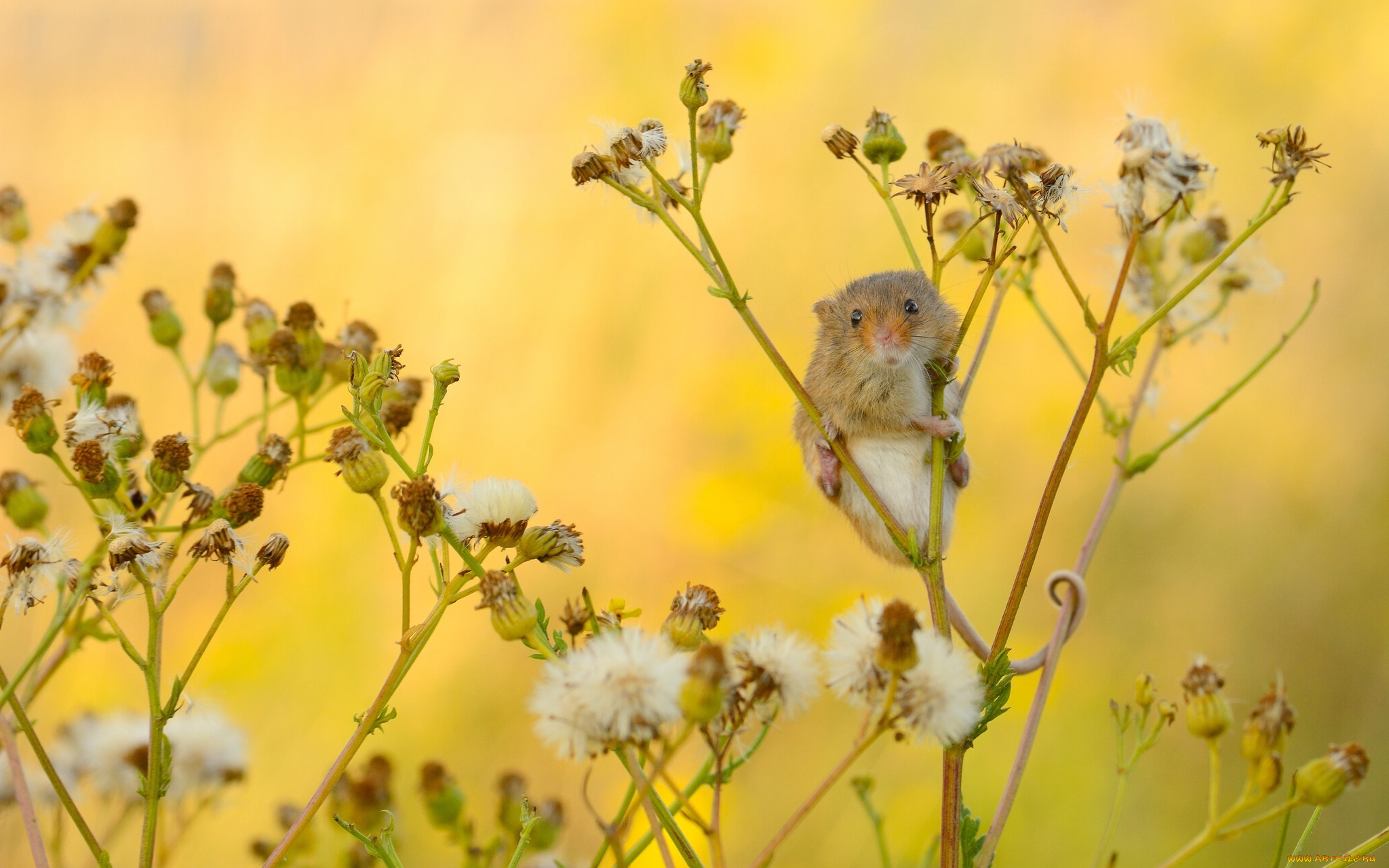 , , , harvest, mouse, -